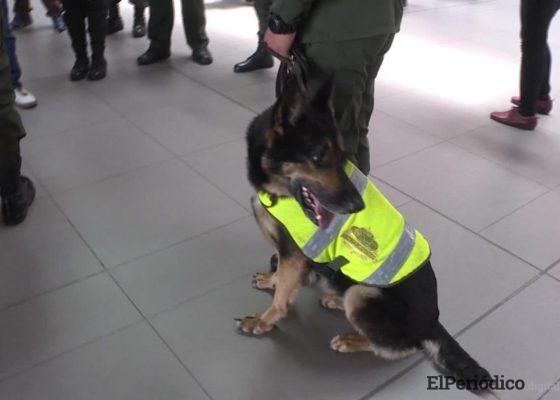 Sombra es una perra policía de 6 años de edad, de raza Pastor Alemán y ha pertenecido al departamento antinarcóticos prácticamente toda su vida.