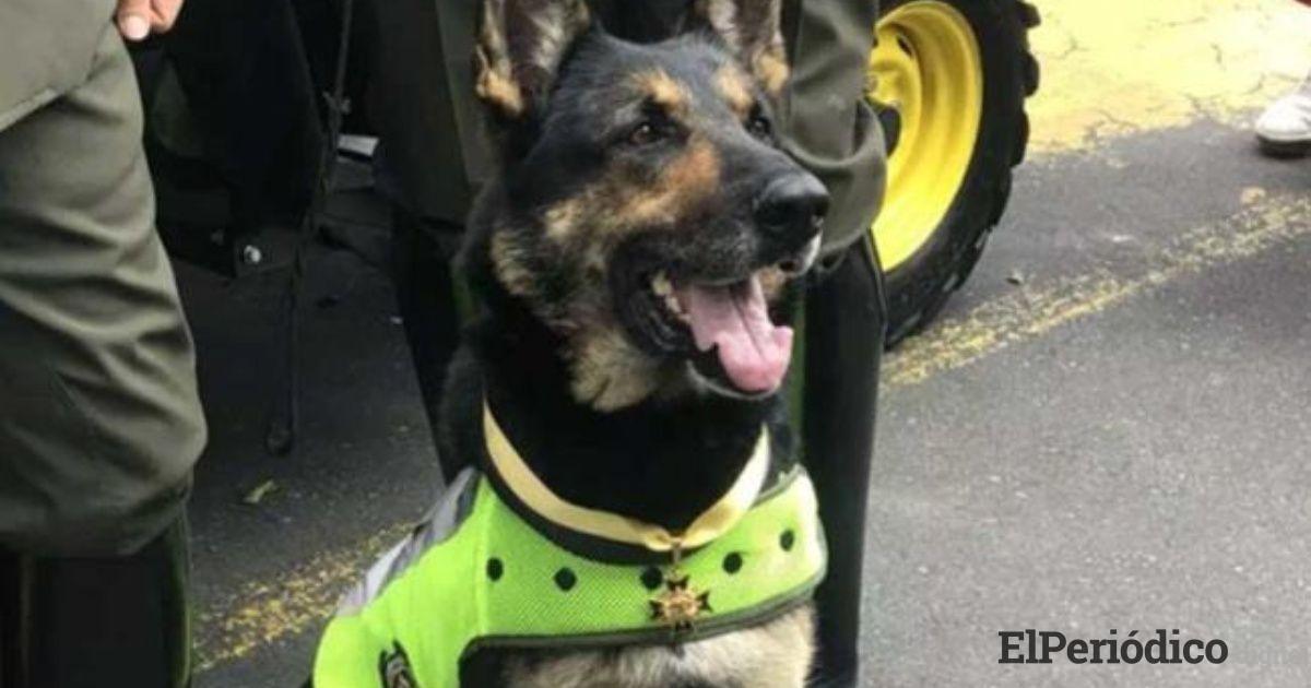 Perro policía