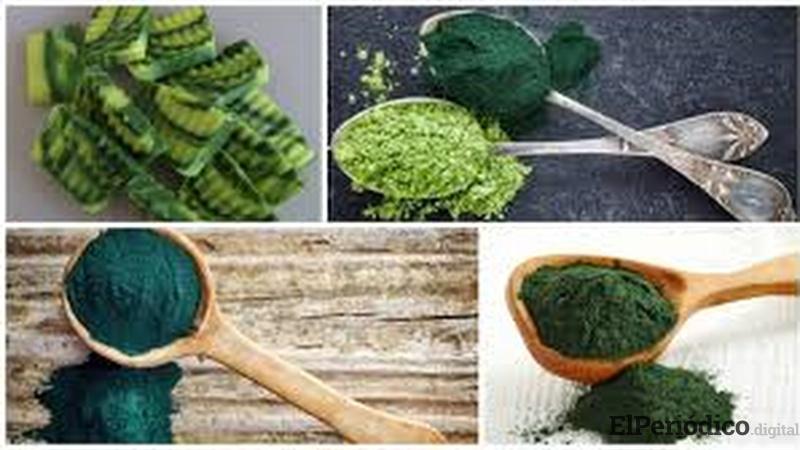La espirulina es un alimento milenario eficiente para mitigar la desnutrición espirulina