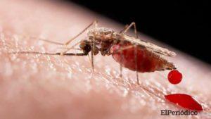 En Estados Unidos abordan un ensayo clínico con humanos para vacuna contra el zika 1 ensayo