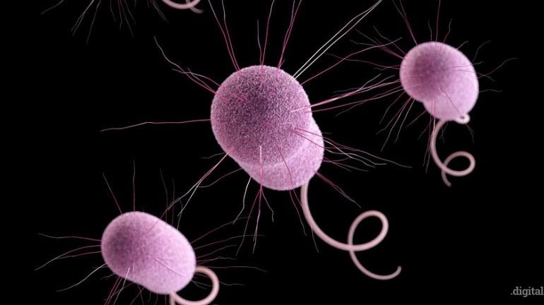 Una investigación revela la capacidad de las bacterias del organismo para producir electricidad investigación