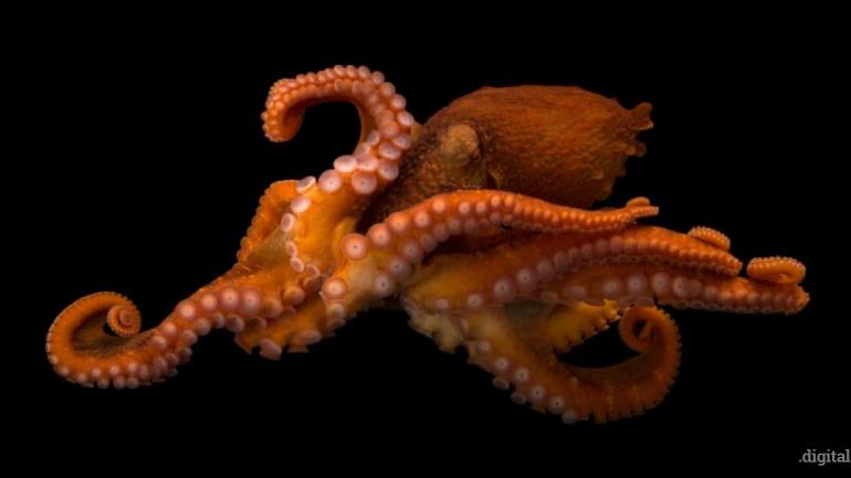 pulpo