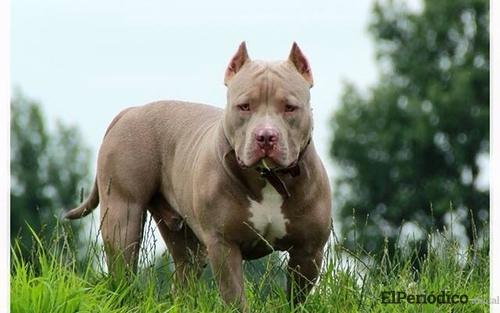 cuatro-personas-pitbull-colmenarejo cuatro-personas-pitbull-colmenarejo