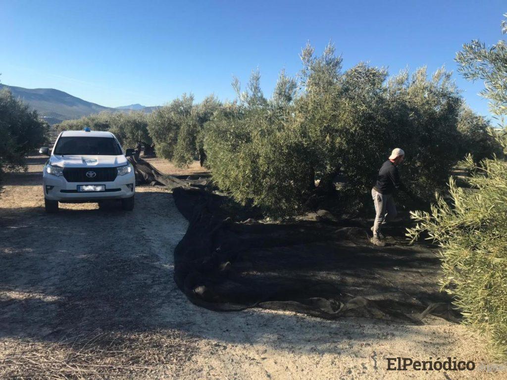 La Policía de la Junta se suma a la lucha contra el hurto de aceituna incautando hasta el momento más de 1.600 kilos 1