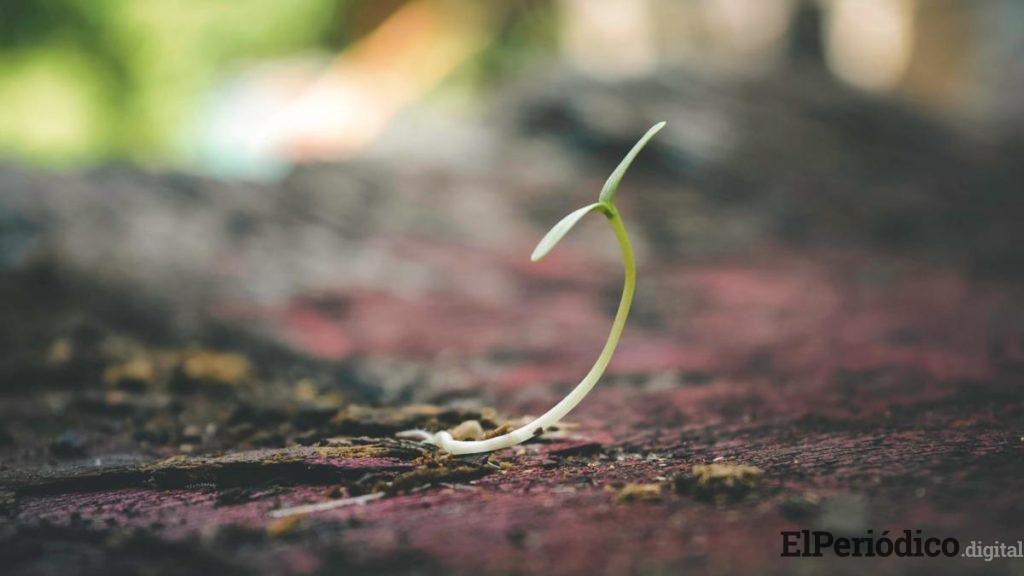 Armarios de cultivo y todo lo que debes saber para montar tu propio huerto urbano en casa 2