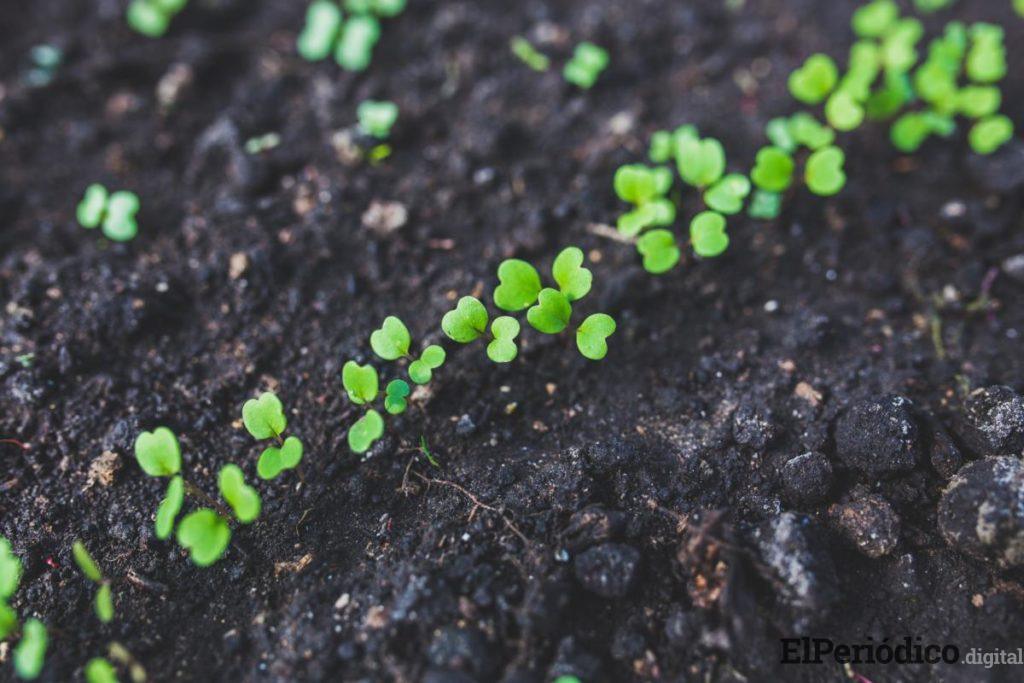 Armarios de cultivo y todo lo que debes saber para montar tu propio huerto urbano en casa 1