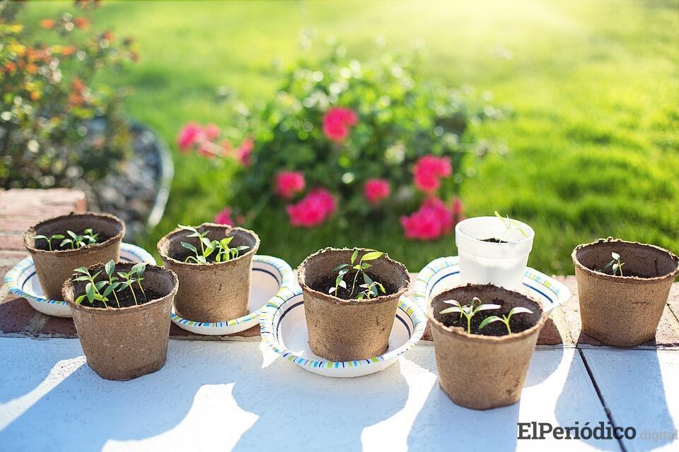 seedlings-2708679_960_720