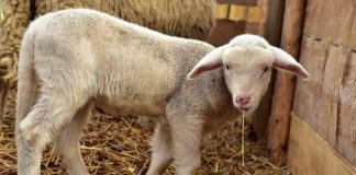 La Junta de Andalucía comienza a distribuir 6,7 millones de dosis de vacunas para proteger al ganado frente a la lengua azul