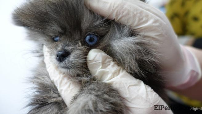 encuentran-cachorros-enfermos-y-muertos-en-una-tienda-de-animales-de-barcelona