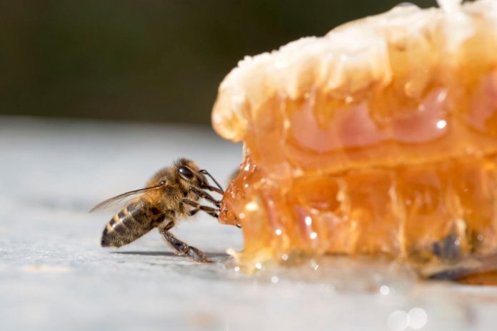 La miel de Menorca vive su peor temporada en 20 años por falta de lluvias
