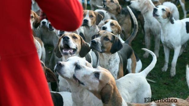 animales-sentimientos-reino-unido-k6LH--620x349@abc