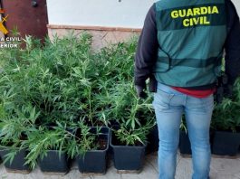 alijo marihuana confiscado en la operación ZUREK | Foto Guardía Civil