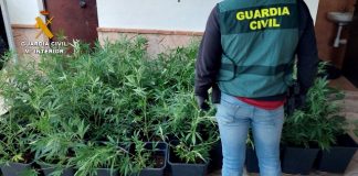 alijo marihuana confiscado en la operación ZUREK | Foto Guardía Civil