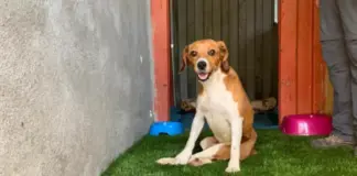 Gofio, paralítico tras un atropello: "No es lugar para un perro en silla de ruedas"