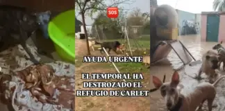 Incomunicadas, inundadas y desesperadas: la DANA causa destrozos en las protectoras de animales