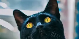 ¿Por qué se cree que los gatos negros dan mala suerte?