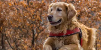 Cambios en las rutinas para hacer más llevadera la bajada de temperaturas a nuestros perros