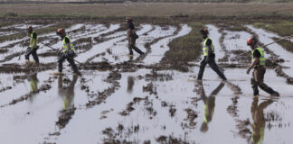 ¿Qué es la leptospirosis? Detectados dos posibles casos en Valencia