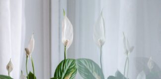 9 plantas de interior resistentes que sobreviven con poca luz y poco riego