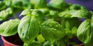Qué plantar en noviembre de 2024: plantas aromáticas, frutas y verduras para este tiempo