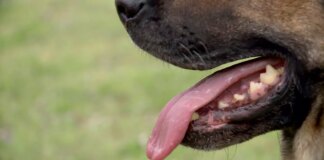 Muere un niño de 6 años tras ser atacado por un perro durante sus vacaciones en Portugal