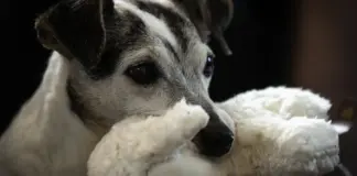 Cómo adaptarse al envejecimiento de nuestros perros y estimularlos