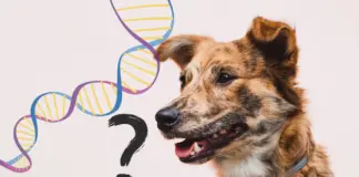 La fiabilidad de los test de ADN para perros, en expansión constante, a examen