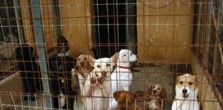 El Fiscal pide prisión para los responsables de Triple A que presuntamente sacrificaron animales de manera injustificada
