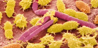 Qué es el microbioma, por qué es tan importante y cuáles son los síntomas de que está alterado