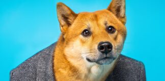 Interés Abierto en Futuros de Dogecoin Alcanza Récord Histórico—Traders Mantienen Cautela