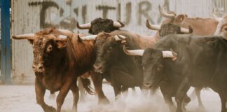 Regresó la Euforia al Criptomercado: ¿Cuánto Durará el Rally Alcista?
