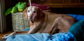 Día Mundial de la Diabetes: la importancia de comprender la enfermedad en perros y gatos