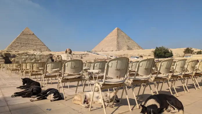 un-perro-callejero-alcanza-la-cima-de-la-piramide-de-guiza-y-despierta-el-debate-sobre-los-animales-en-egipto Un perro callejero alcanza la cima de la Pirámide de Guiza y despierta el debate sobre los animales en Egipto