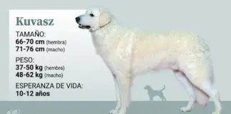 El kuvasz, un guardián de ganado que conquistó a los reyes de Europa por su lealtad y valentía
