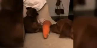El emotivo vídeo de un golden retriever consolando a un cachorro callejero: "Ganó la lotería y todavía no lo sabe"