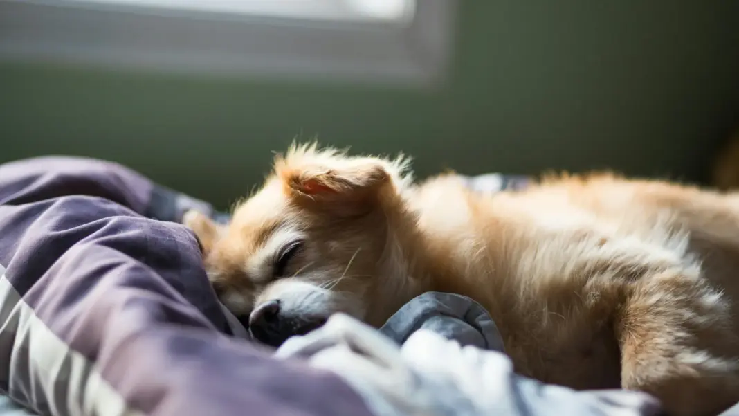 Profundizando en la mente canina: ¿con qué sueñan los perros?