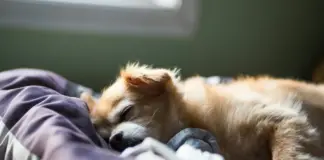 Profundizando en la mente canina: ¿con qué sueñan los perros?