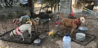 Cómo ayudar a las protectoras de animales afectadas por la DANA