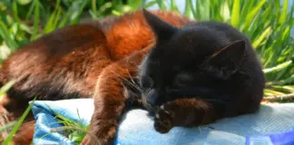 El motivo por el que los gatos de color negro se pueden volver rojizos
