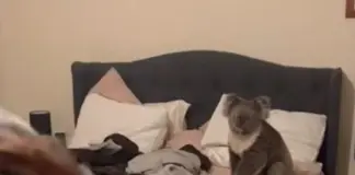 Una pareja regresa a su casa y se encuentra a un koala en su dormitorio