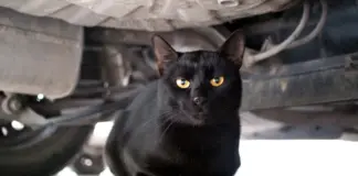 Llega el frío y la lluvia: cuidado con el motor del coche, los gatos buscan refugio