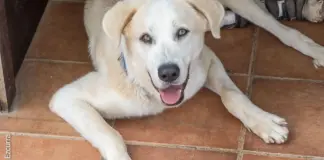 La Fundación Trifolium busca un hogar a Milo: "Con tan solo cuatro meses le pasó por encima un tractor"