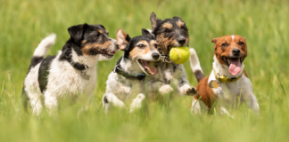 Dogecoin Lidera la Manada, Pero Otros Tokens Caninos Registran Ganancias Impresionantes