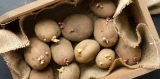 Ni polvos ni hierbas aromáticas: el truco para que no le salgan brotesa las patatas en tu casa