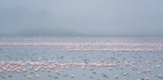 Las aves acuáticas europeas, las grandes damnificadas del mal estado de Doñana
