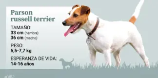 El Parson Russell terrier, un ‘tipo duro’ con una apariencia entrañable y dulce