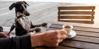 Café, aguacate, uvas... alimentos prohibidos para nuestros perros