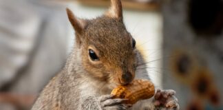 Binance Enfrenta Orden de Cese y Desista Por Listado de Memecoin PNUT