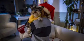 Cómo trabajar con nuestro perro para que no sufra con los petardos y ruidos fuertes