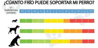 Cuánto frío puede soportar un perro según su tamaño y raza